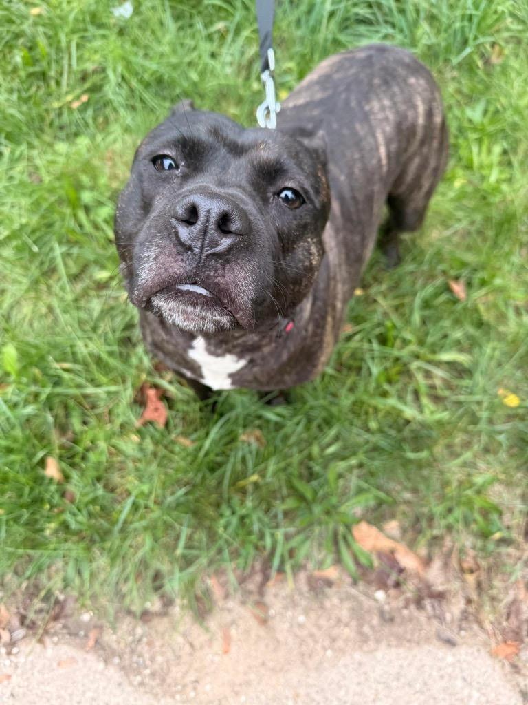 Enlarge Diamond, a Adoptable mixed breed in Charlotte, MI image 5/6