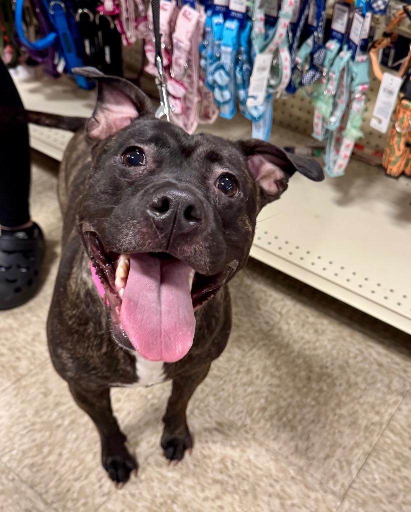 Enlarge Diamond, a Adoptable mixed breed in Charlotte, MI image 6/6