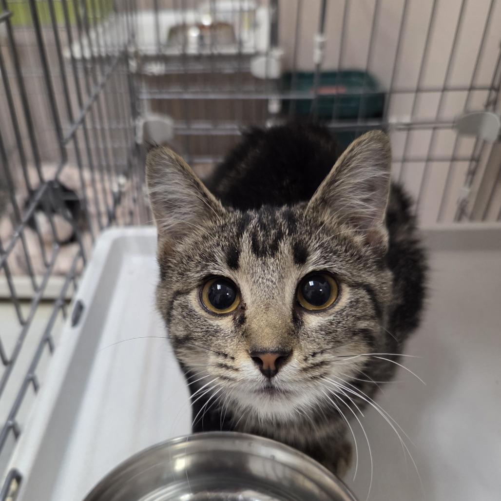 Enlarge Marci, a Adoptable Domestic Short Hair in Branson, MO image 2/3