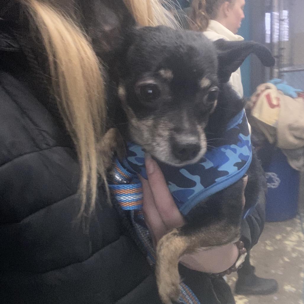 Enlarge Luca Tuca, a Adoptable Miniature Pinscher in Canastota, NY image 1/1