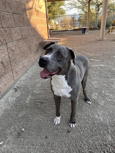 KING, Adoptable, Adult Male Pit Bull Terrier.