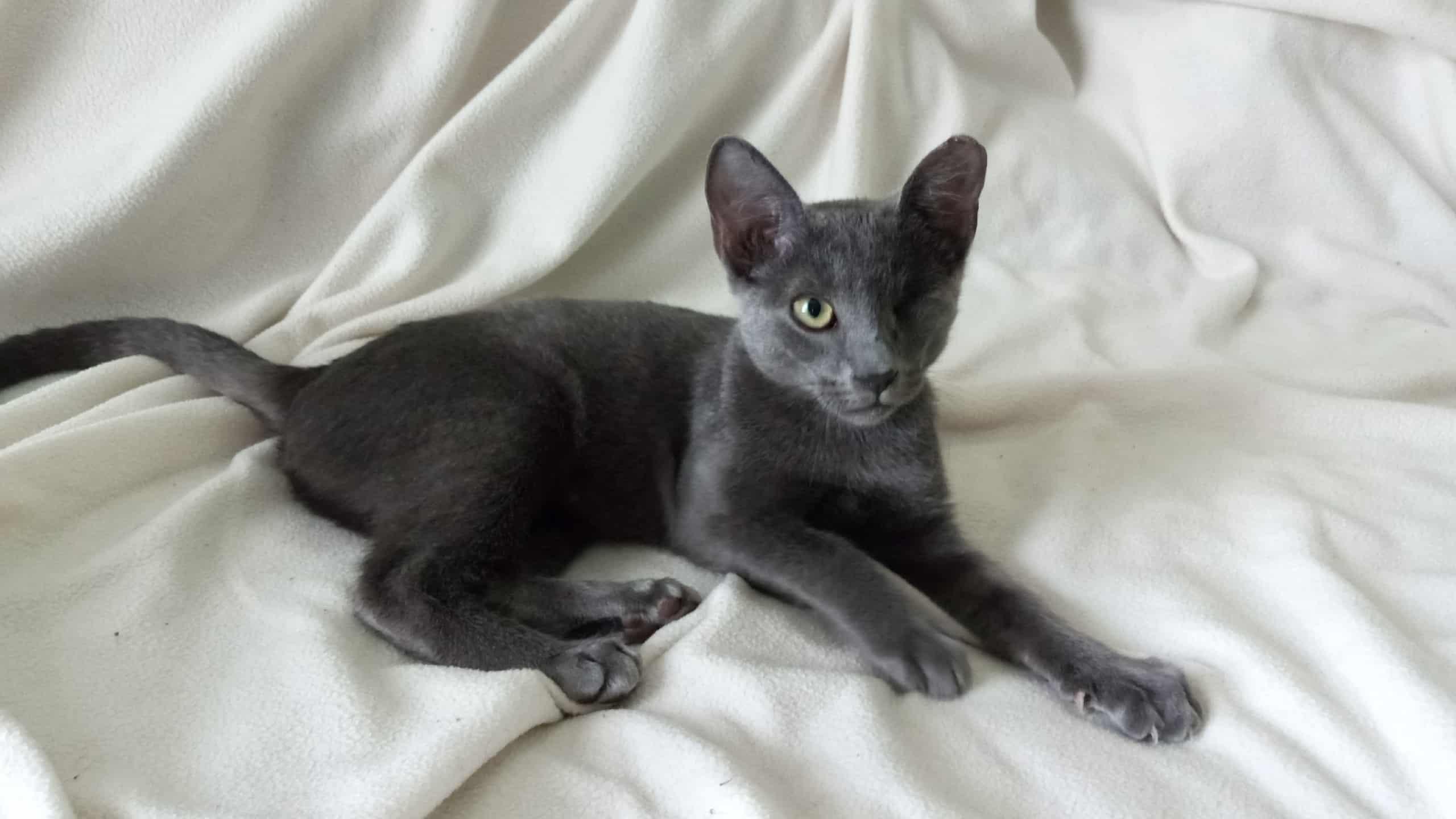 Booger, a Adoptable Domestic Short Hair in Washington, NC image 1/3