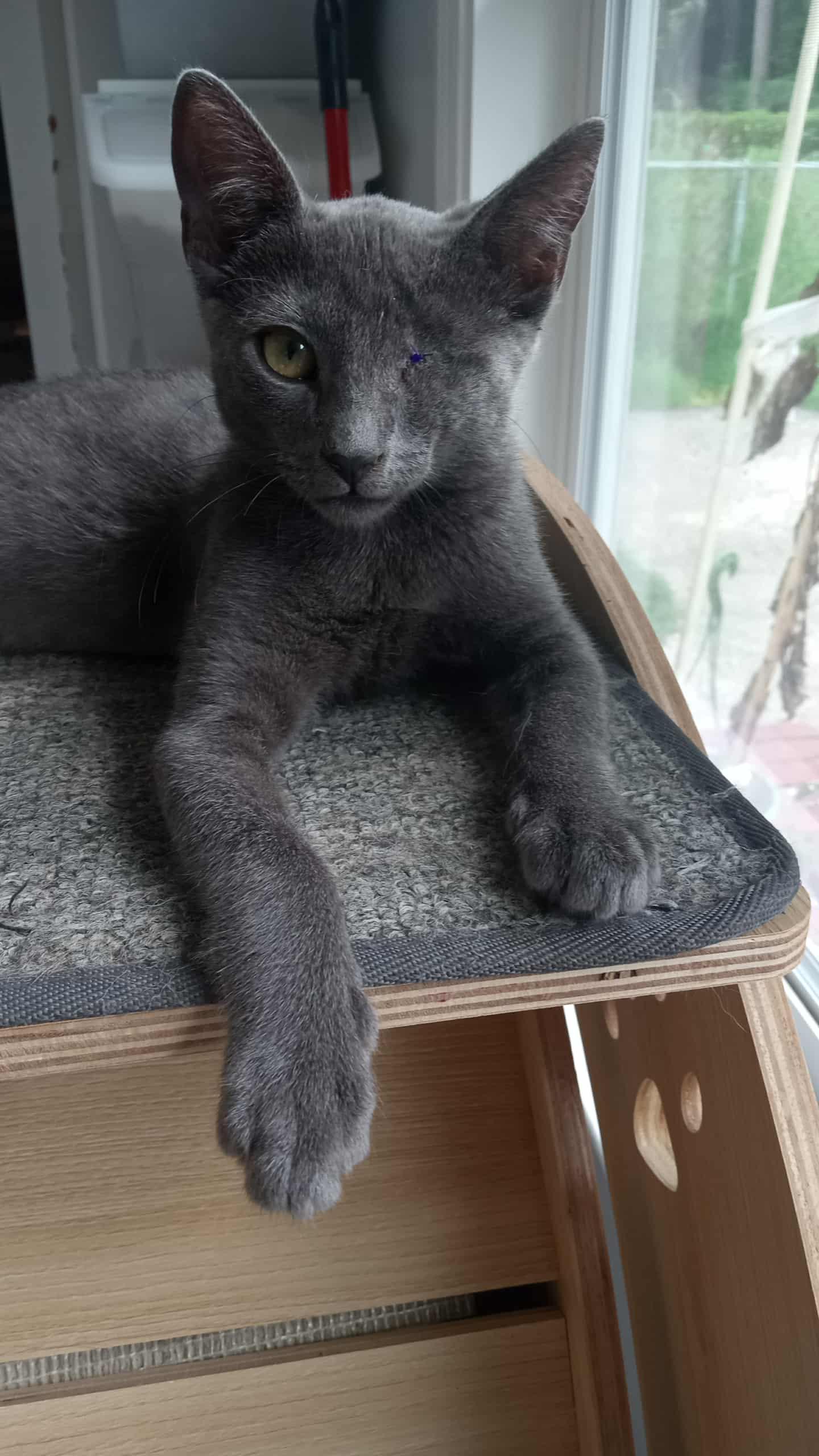 Booger, a Adoptable Domestic Short Hair in Washington, NC image 2/3