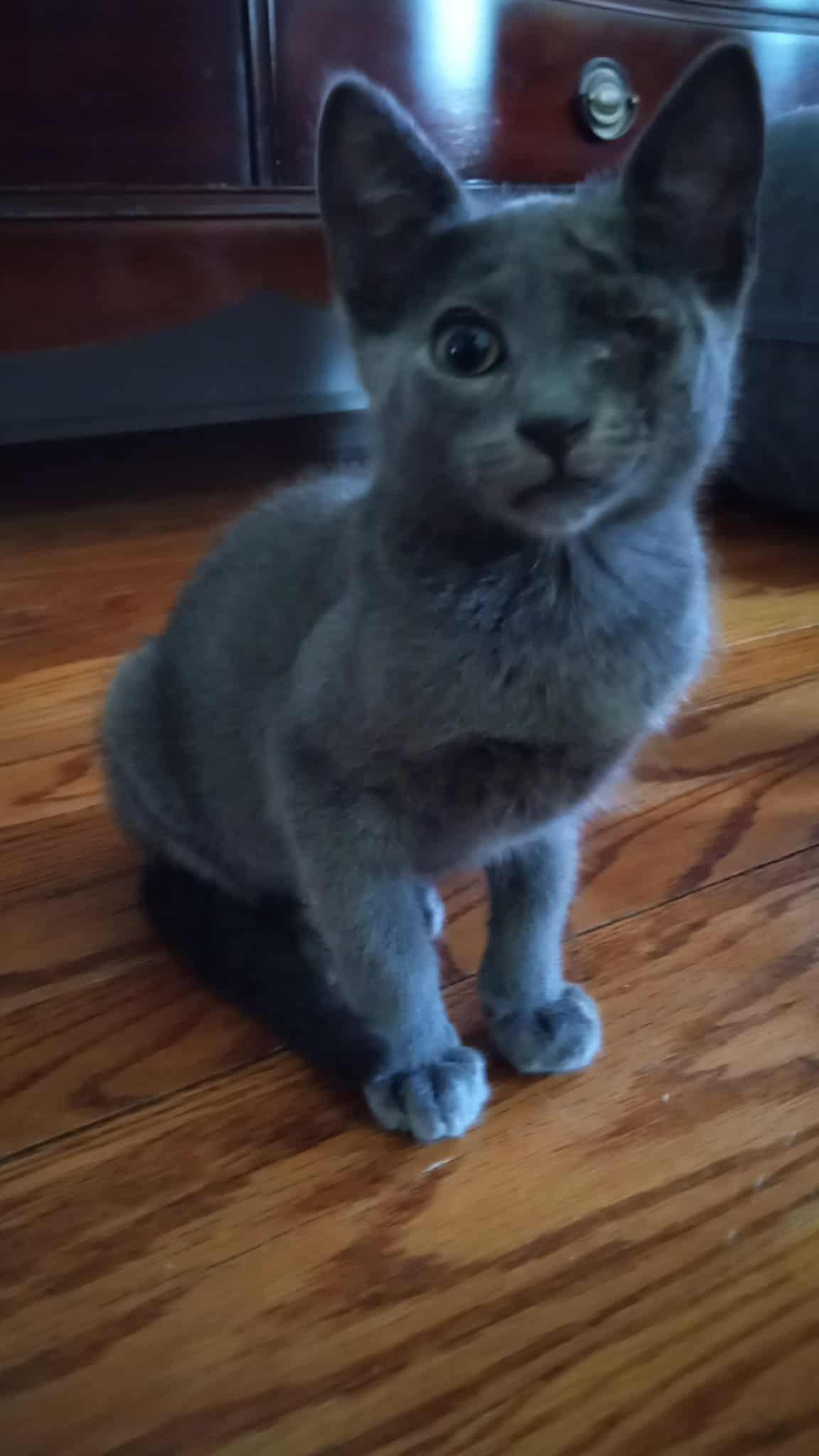 Booger, a Adoptable Domestic Short Hair in Washington, NC image 3/3