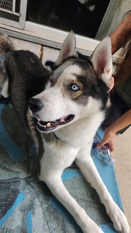 Enlarge Noster, a Adoptable Siberian Husky in Elk Grove, CA image 1/3