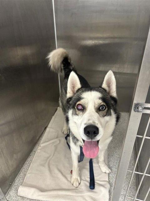Enlarge Noster, a Adoptable Siberian Husky in Elk Grove, CA image 3/3