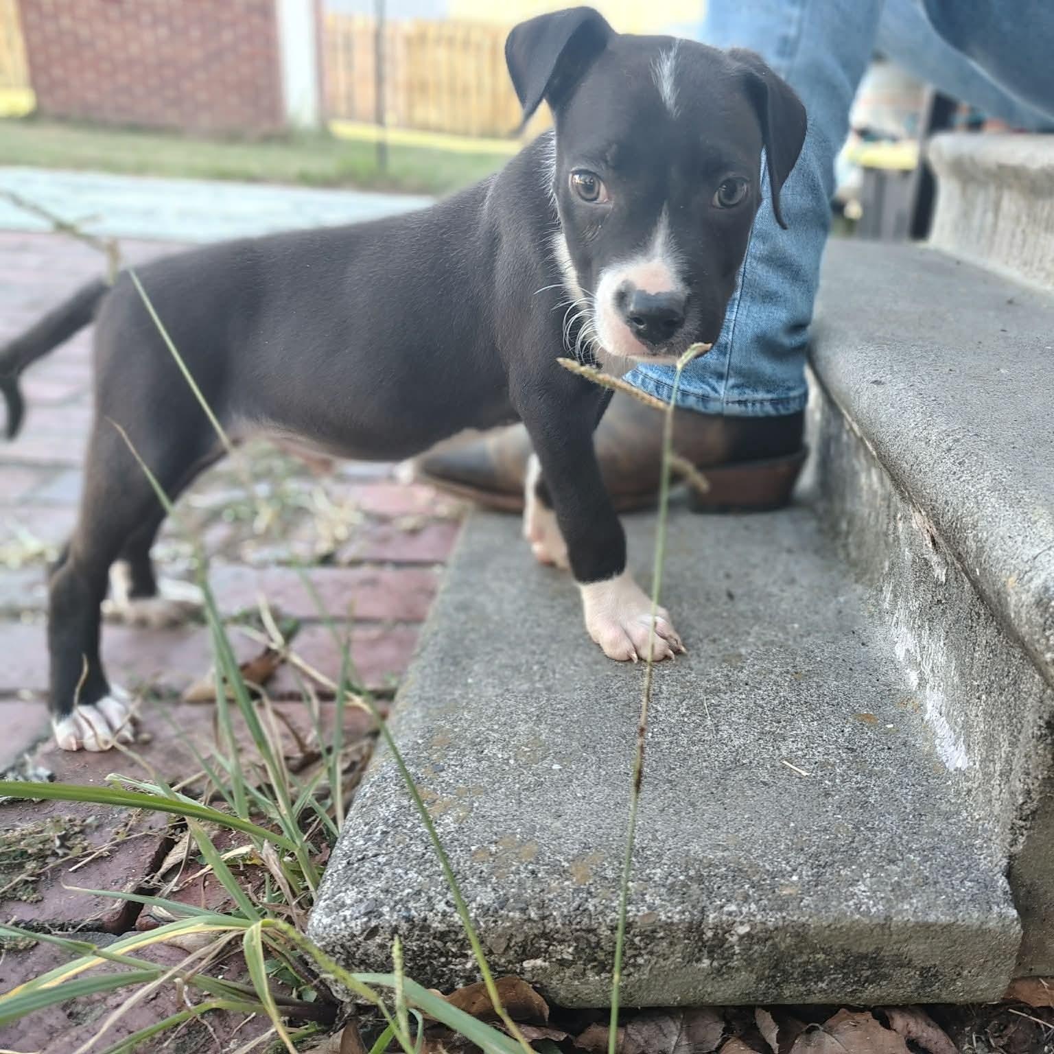 Rooster, Adoptable, Puppy Male Labrador Retriever.