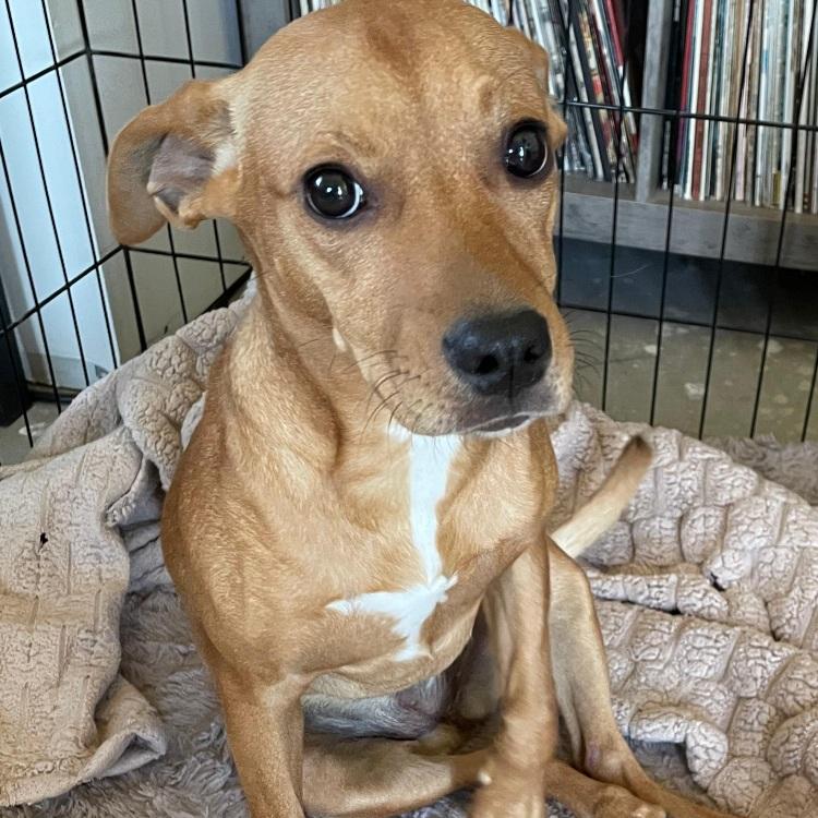 Daphne — thumbnail 2