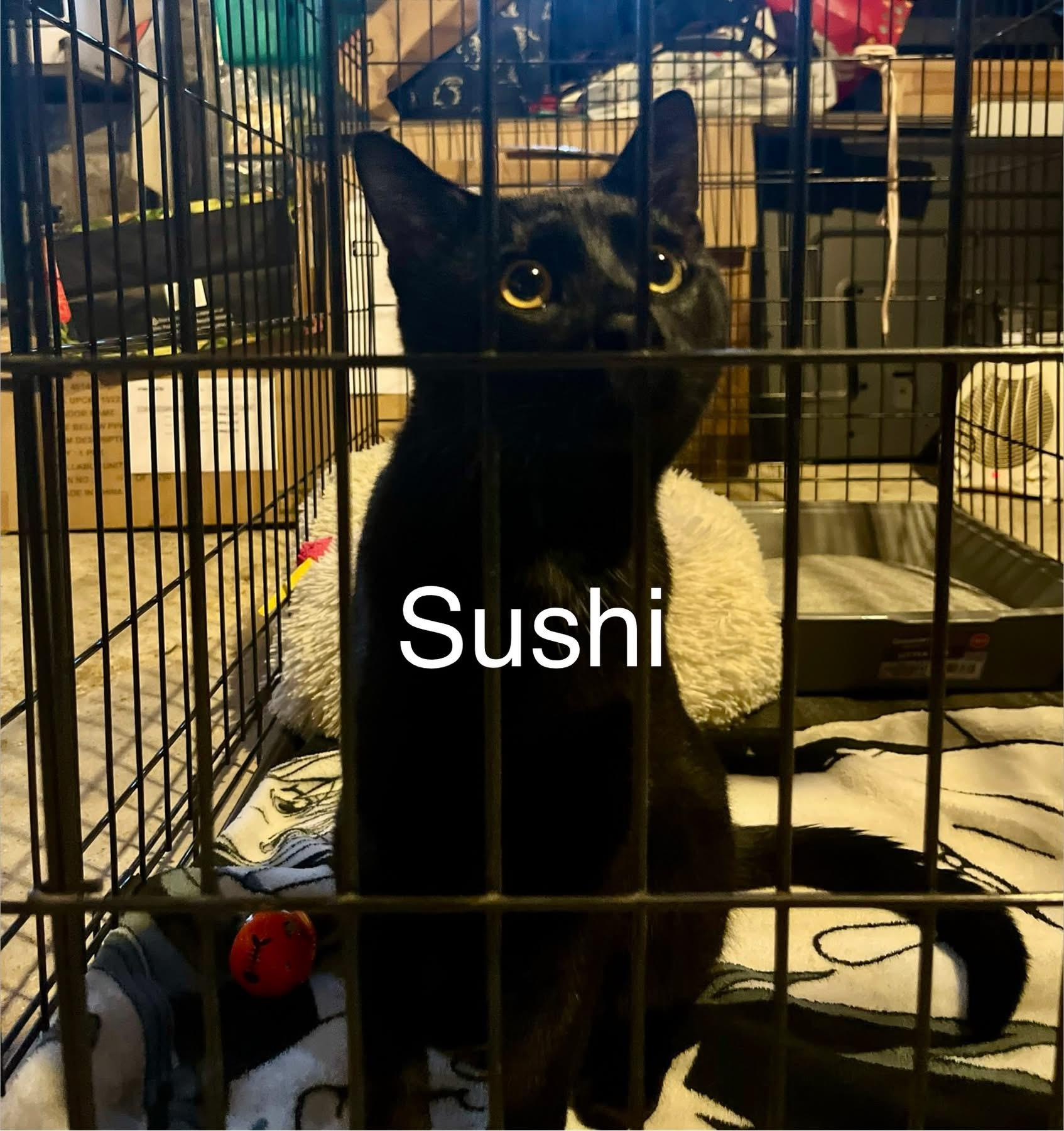 Enlarge Sushi, a Adoptable Domestic Short Hair in Turnersville, NJ image 4/4