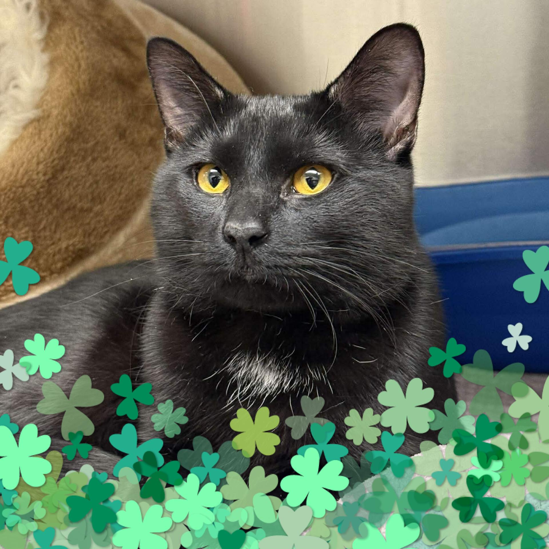 Sushi, Adoptable, Young Male Domestic Short Hair.