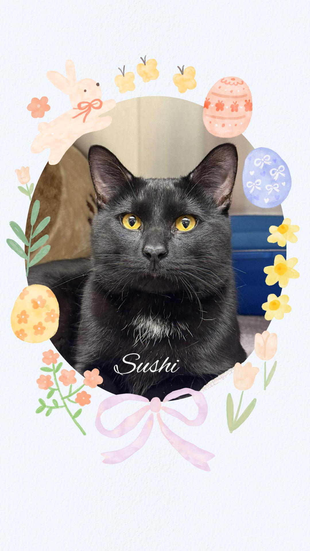 Sushi, Adoptable, Young Male Domestic Short Hair.