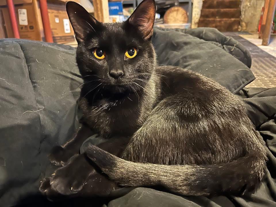 Enlarge Sushi, a Adoptable Domestic Short Hair in Turnersville, NJ image 2/4