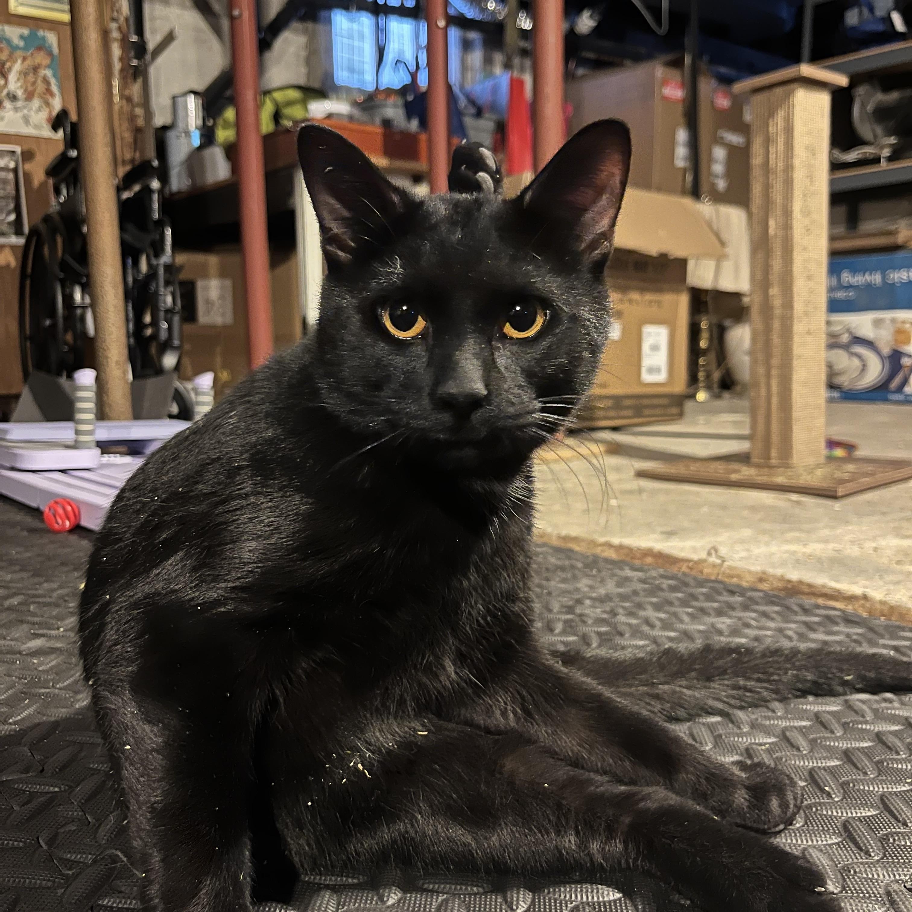 Enlarge Sushi, a Adoptable Domestic Short Hair in Turnersville, NJ image 3/4