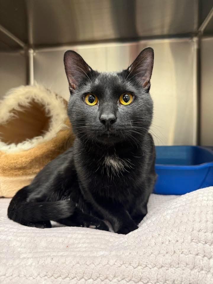 Sushi, Adoptable, Young Male Domestic Short Hair.