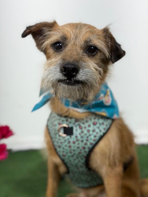 Bigotes-One of our Amazing Rescue Dogs, Adoptable, Adult Male Border Terrier & Schnauzer.