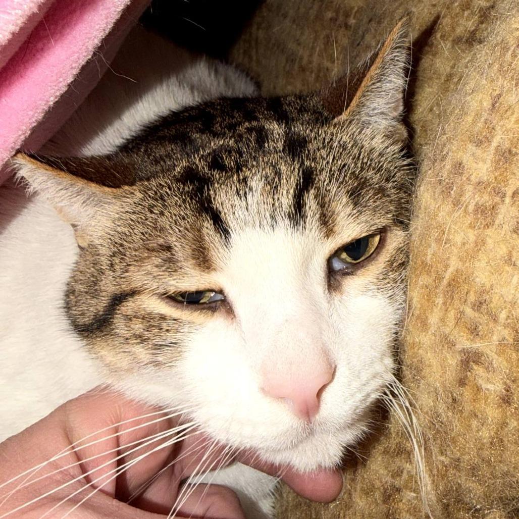 Enlarge Chance, a Adoptable Domestic Short Hair in Reisterstown, MD image 1/4