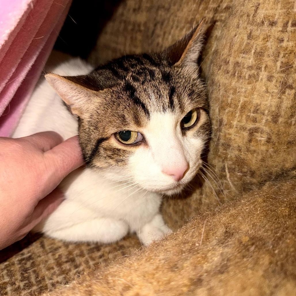 Enlarge Chance, a Adoptable Domestic Short Hair in Reisterstown, MD image 2/4