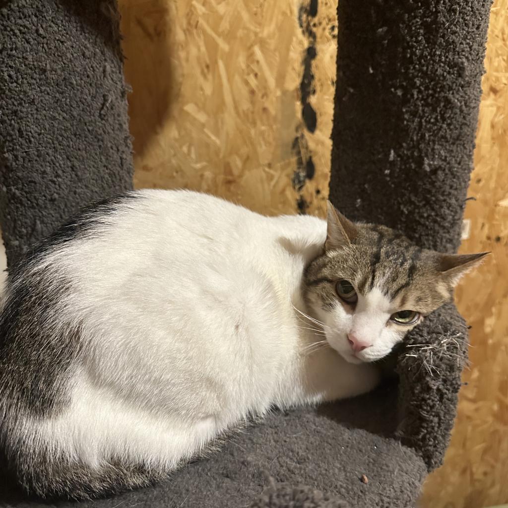 Enlarge Chance, a Adoptable Domestic Short Hair in Reisterstown, MD image 3/4
