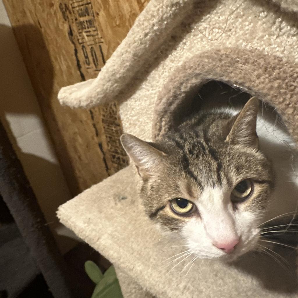 Enlarge Chance, a Adoptable Domestic Short Hair in Reisterstown, MD image 4/4