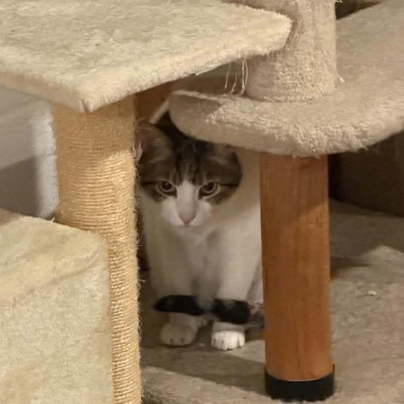 Enlarge Chance, a Adoptable Domestic Short Hair in Reisterstown, MD image 5/5