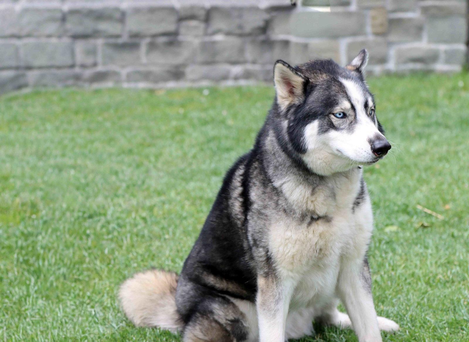 Miles, Adoptable, Adult Male Siberian Husky.