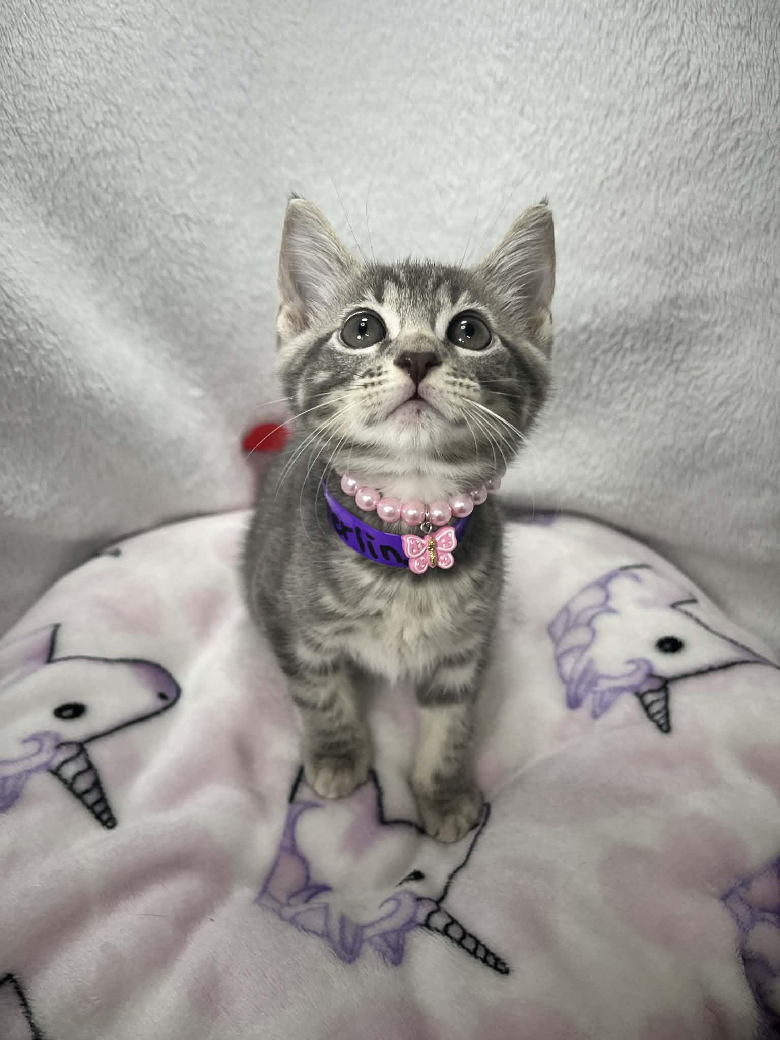 Sterling, ADOPTABLE, Kitten Female Tabby.