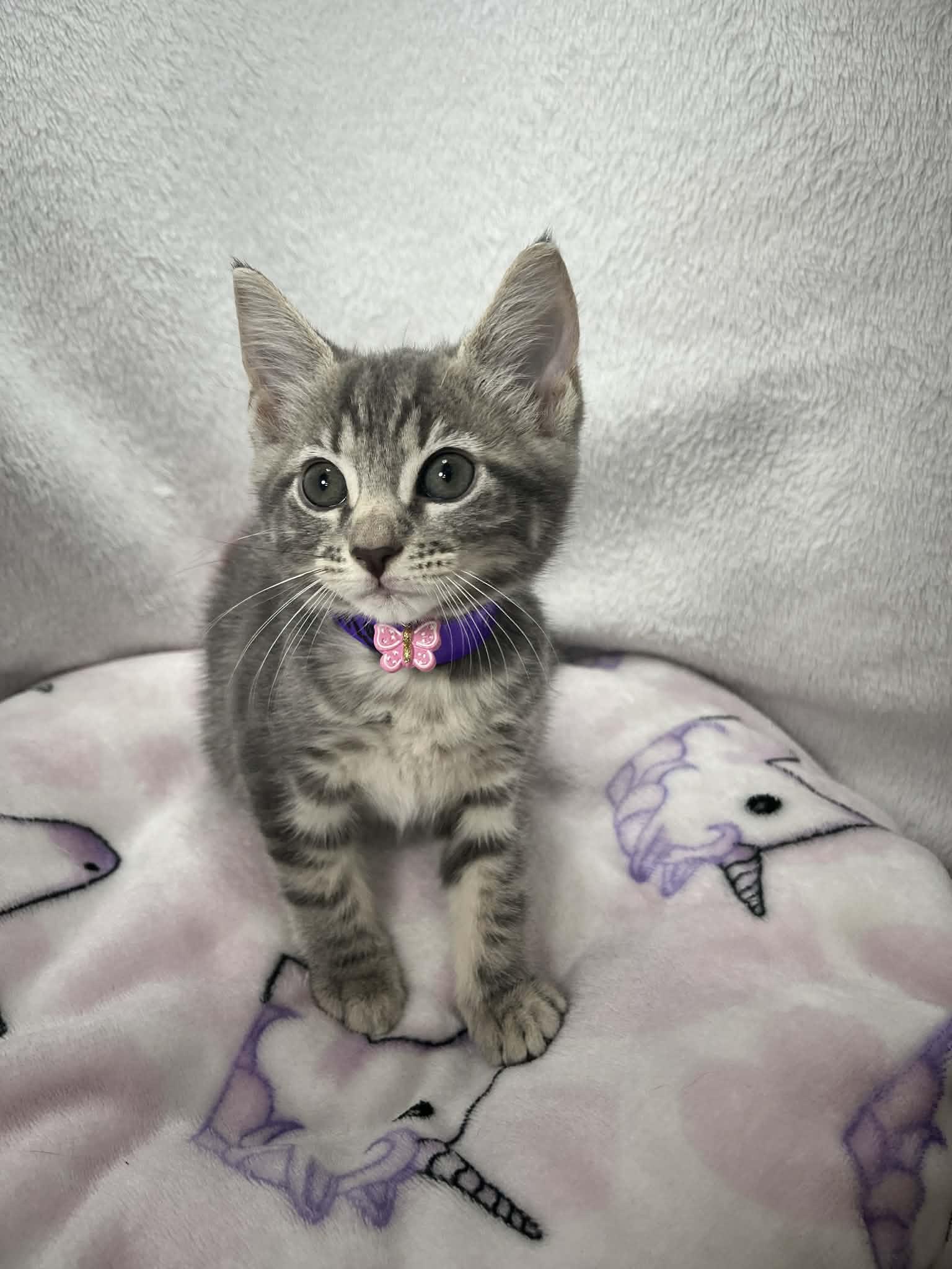 Sterling, a ADOPTABLE Tabby in Tavares, FL image 2/4