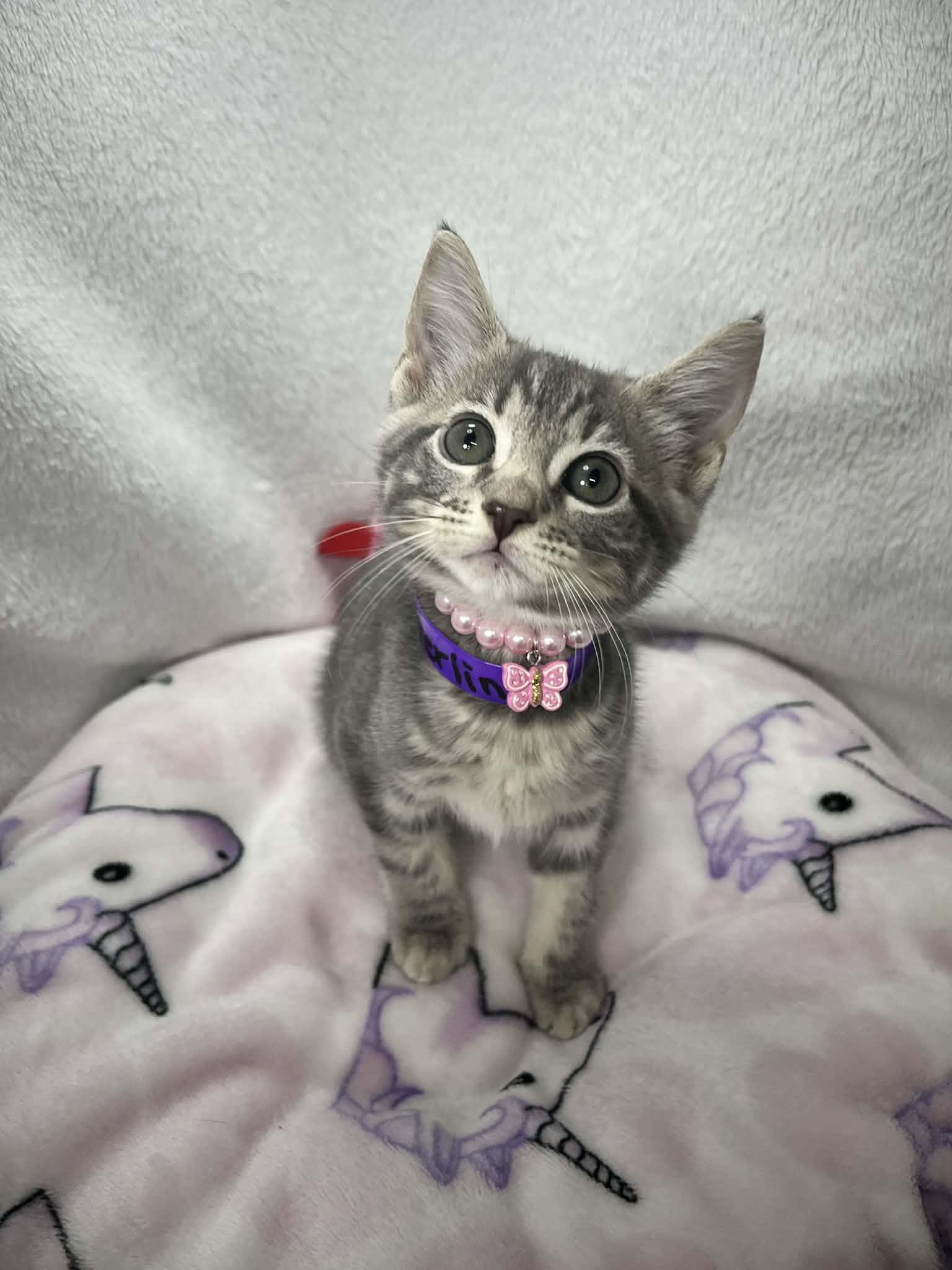 Sterling, a ADOPTABLE Tabby in Tavares, FL image 3/4
