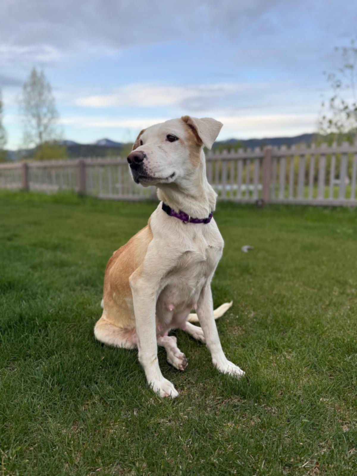 Betsy, Adult Female unknown