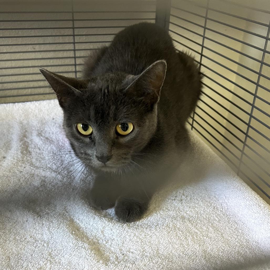 Enlarge Pepper, a Adoptable Domestic Short Hair in Hannibal, MO image 1/1