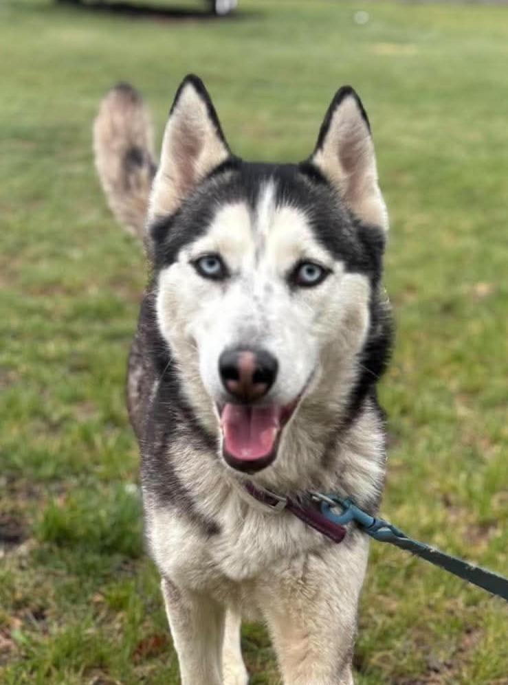Snow, an adoptable mixed breed in Maryville, MO image 1/6