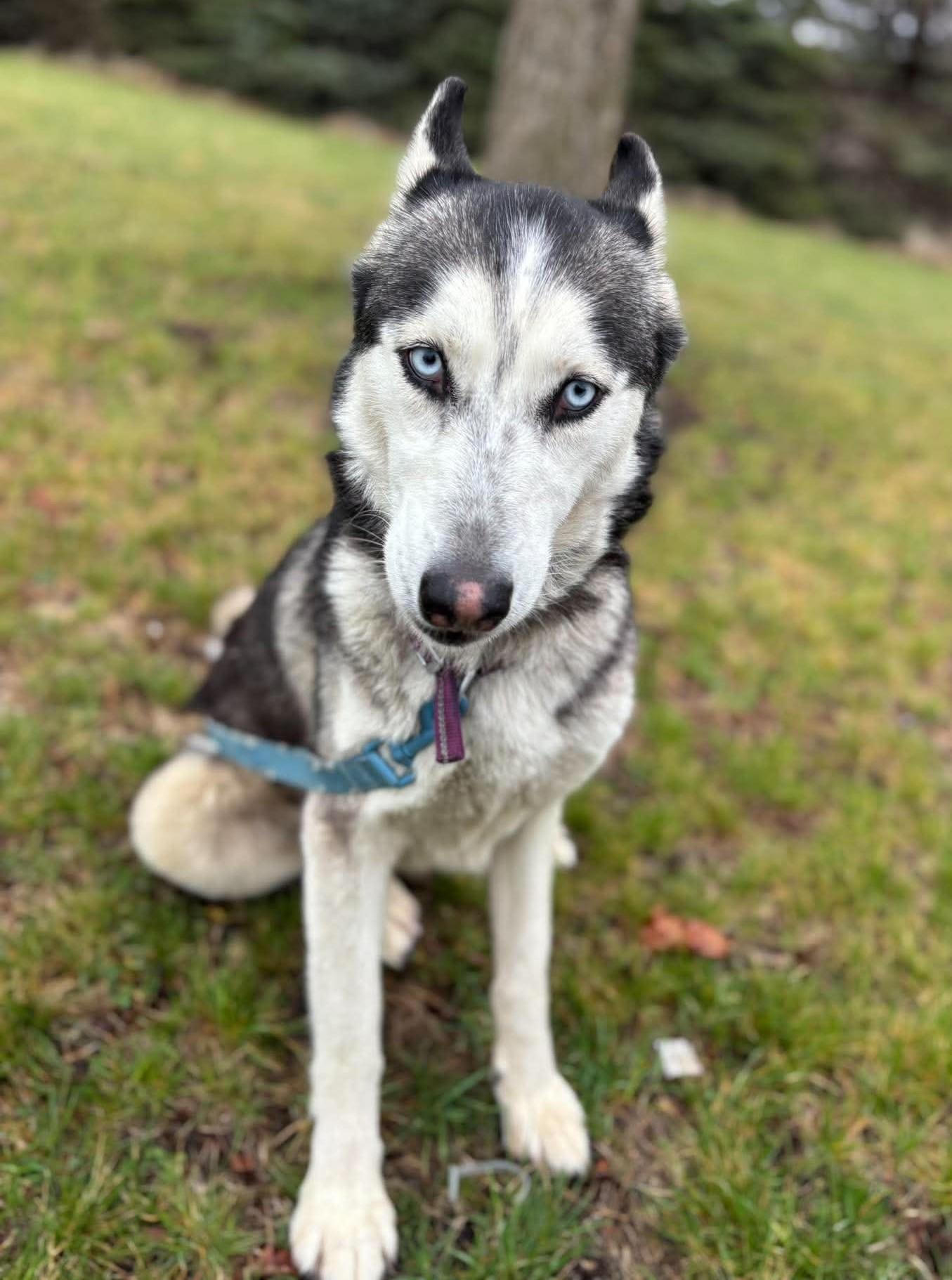 Snow, an adoptable mixed breed in Maryville, MO image 4/6