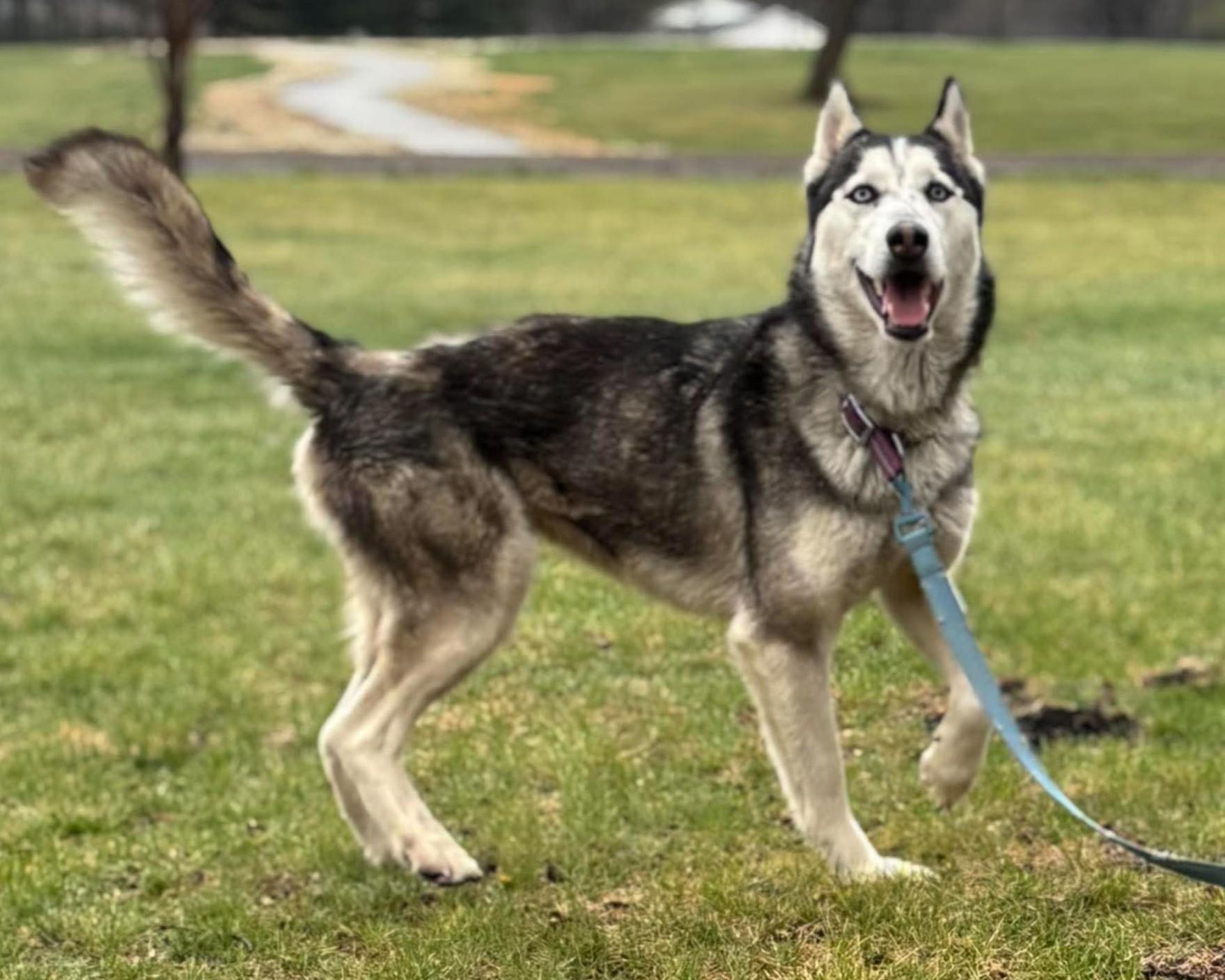 Snow, an adoptable mixed breed in Maryville, MO image 3/6