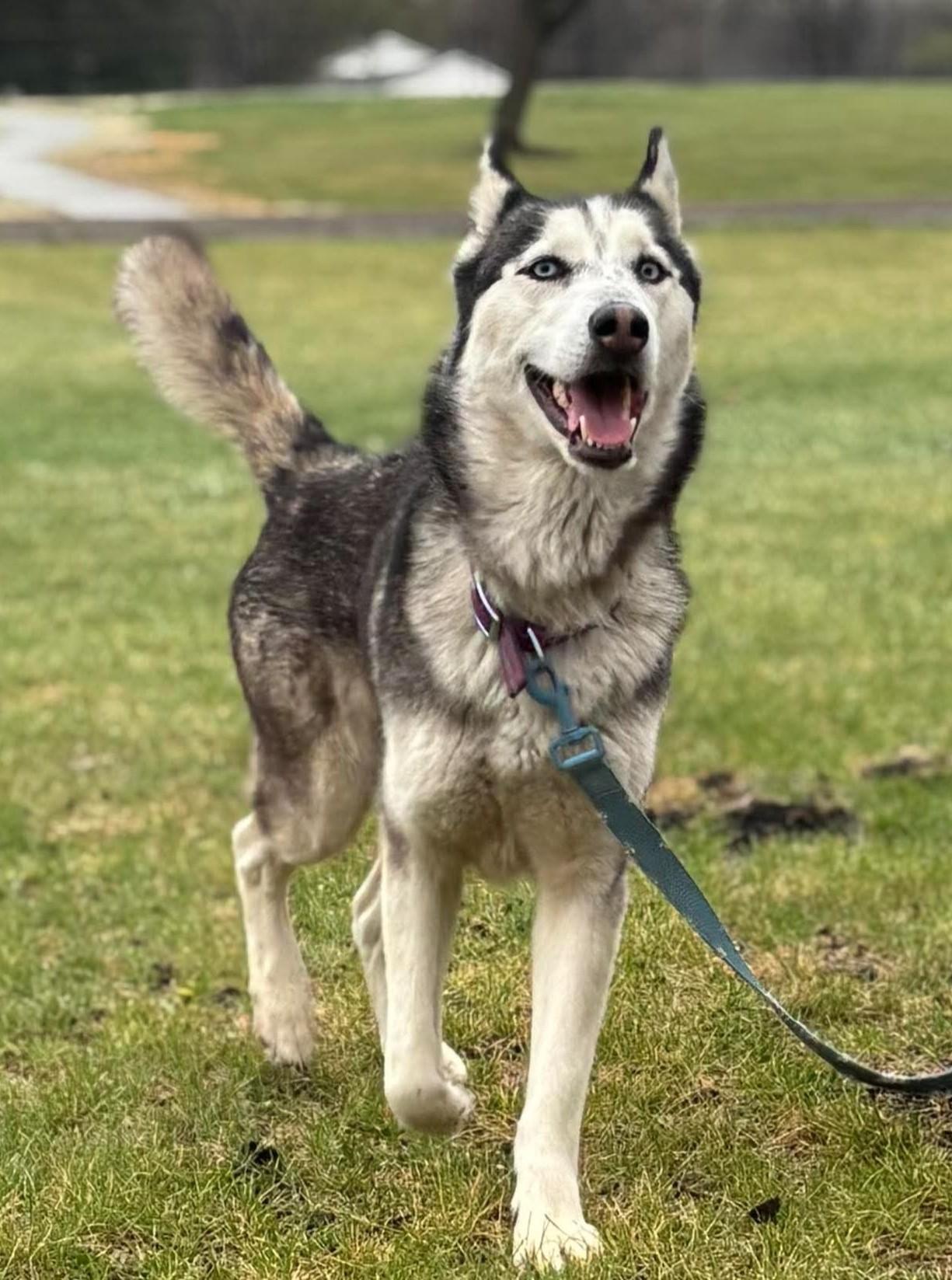 Snow, an adoptable mixed breed in Maryville, MO image 6/6