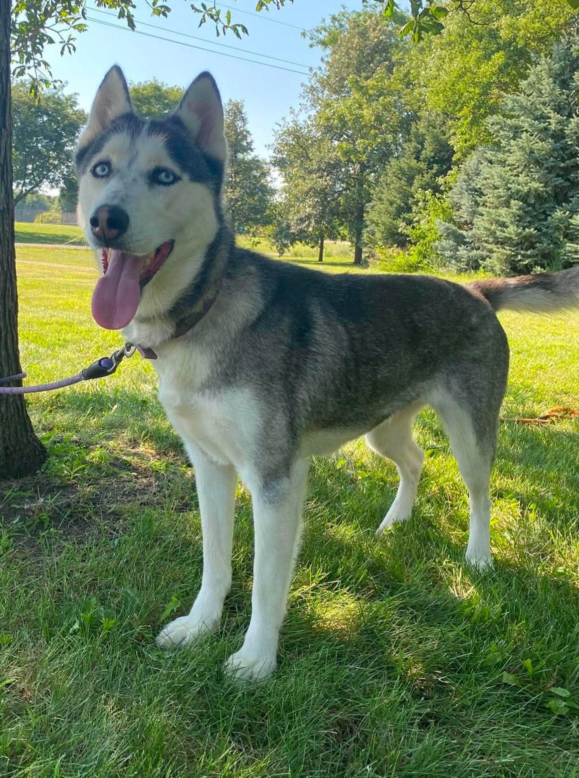 Snow, an adoptable mixed breed in Maryville, MO image 2/6