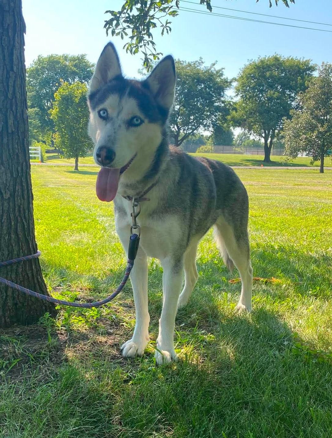 Snow, an adoptable mixed breed in Maryville, MO image 5/6