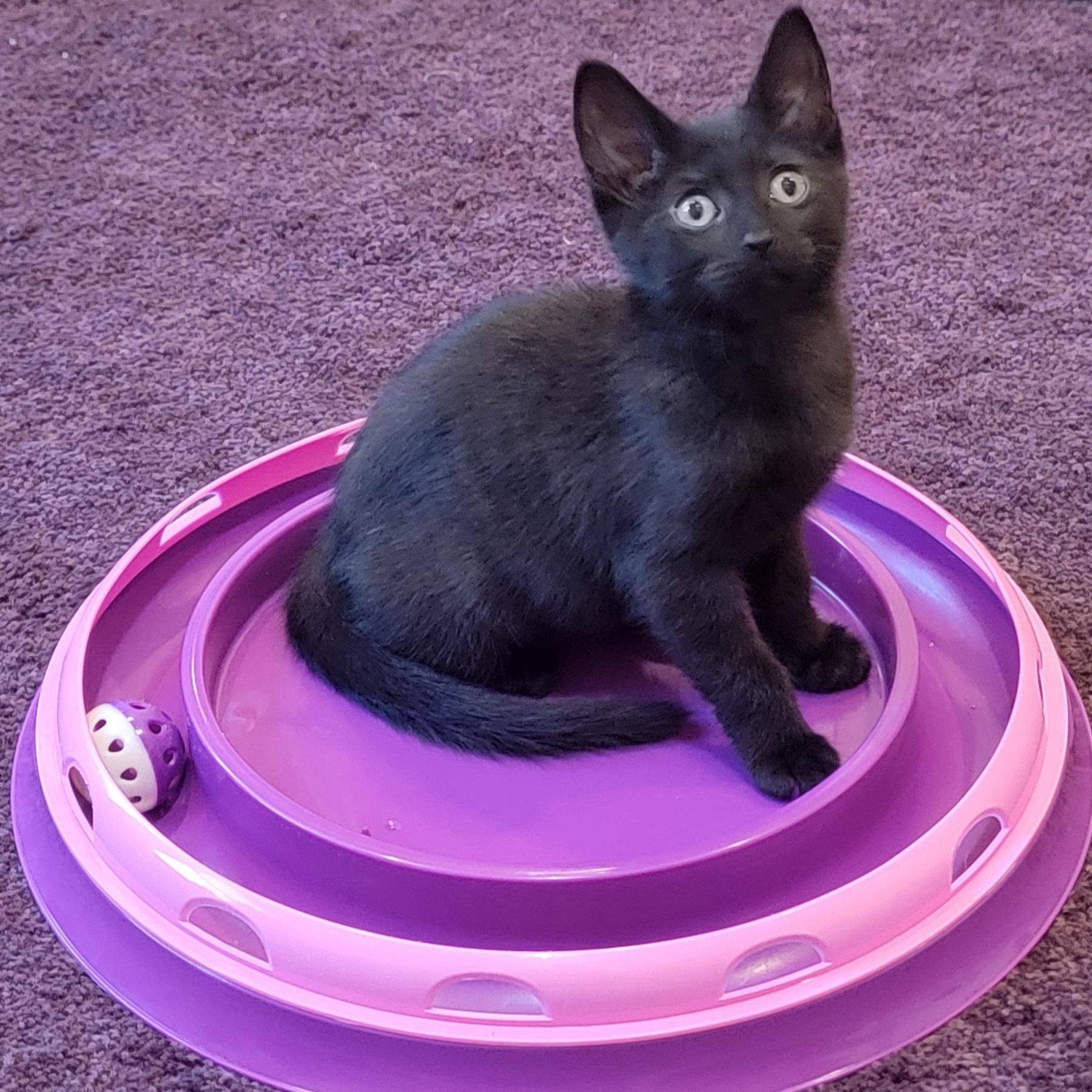 Dolly, ADOPTABLE, Kitten Female Domestic Short Hair.