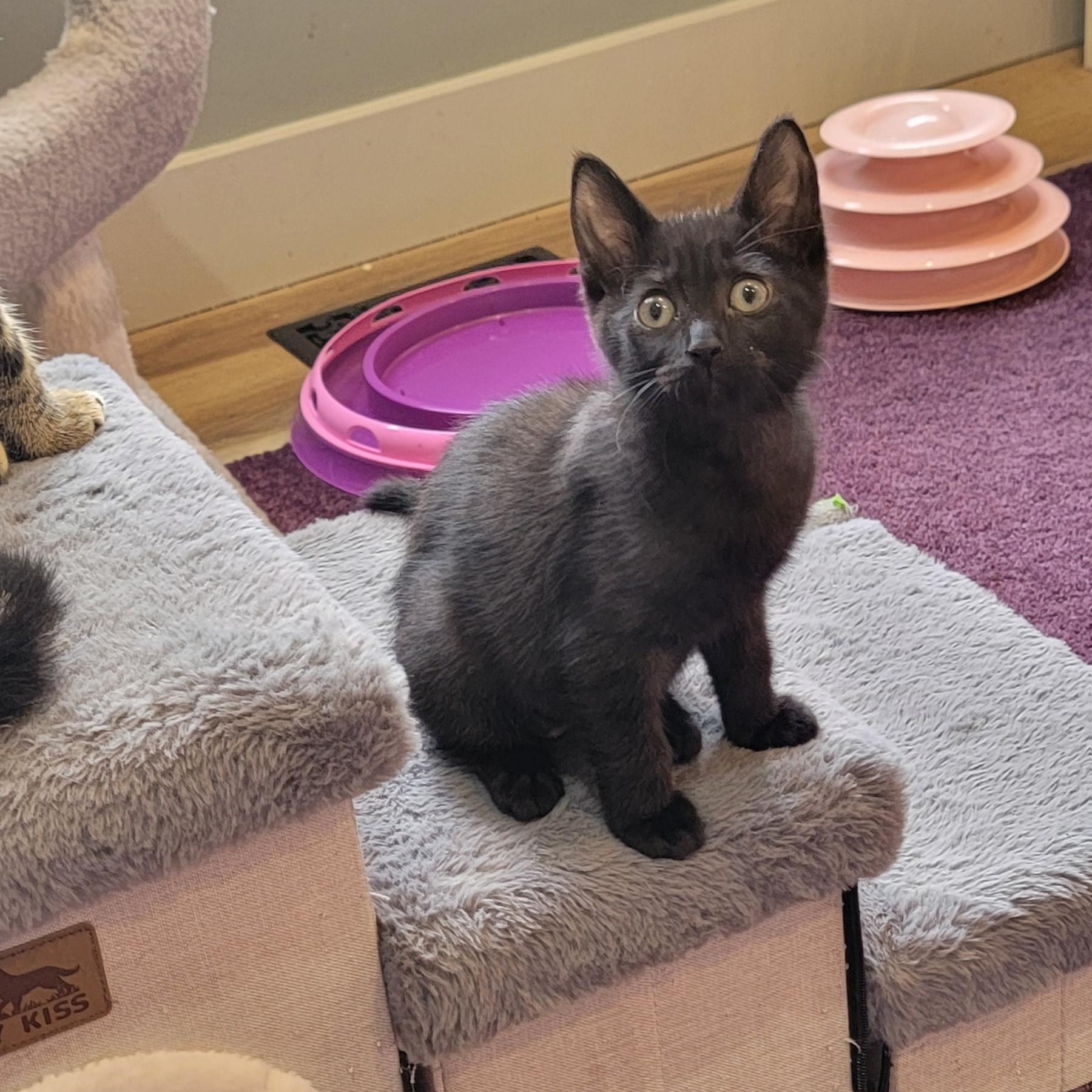 Dolly, a ADOPTABLE Domestic Short Hair in Wyandotte, MI image 6/6