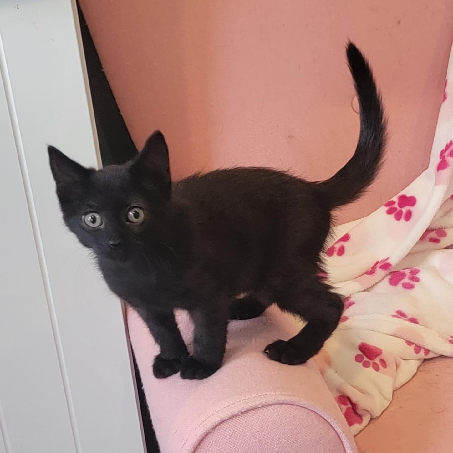 Dolly, a ADOPTABLE Domestic Short Hair in Wyandotte, MI image 2/6