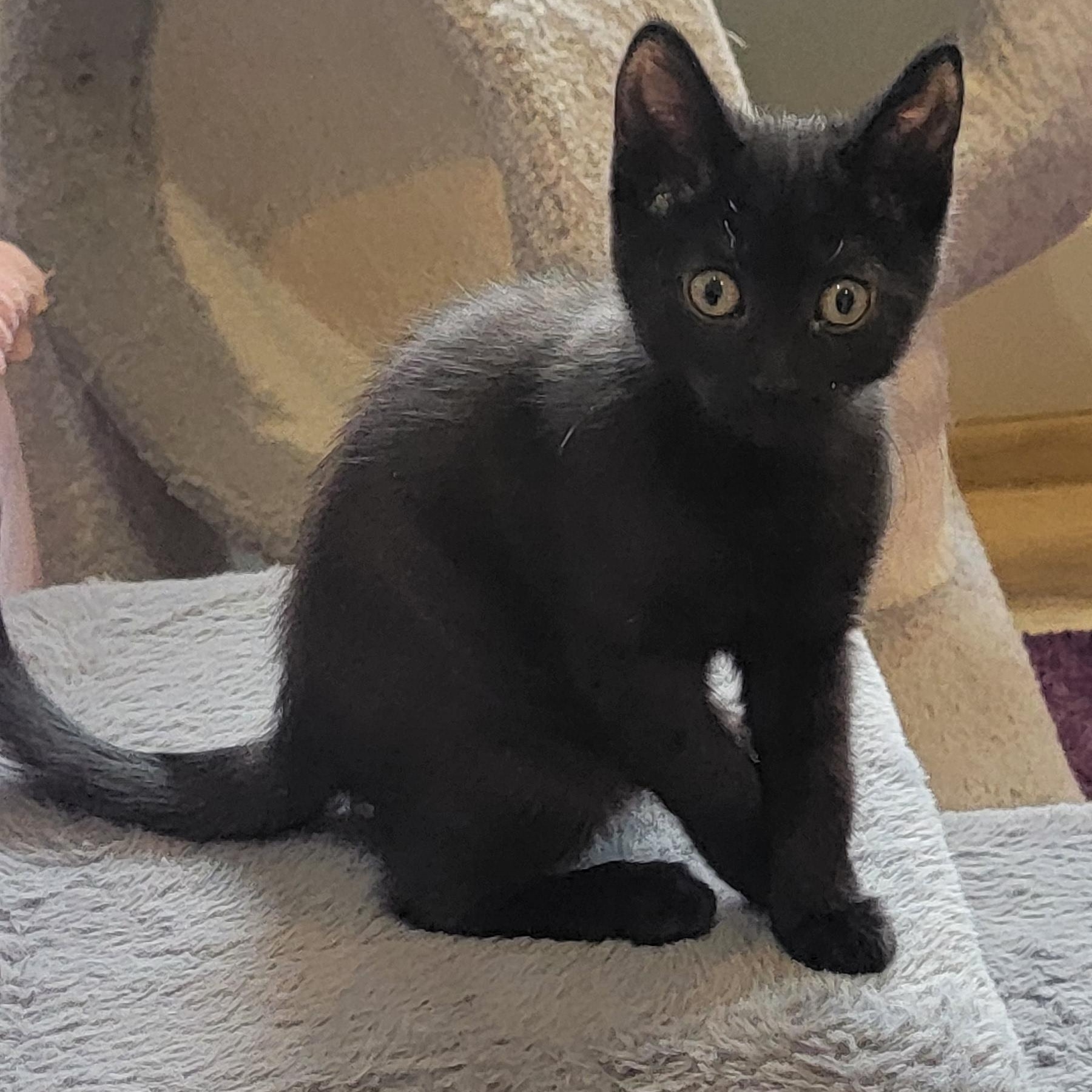 Dolly, a ADOPTABLE Domestic Short Hair in Wyandotte, MI image 5/6