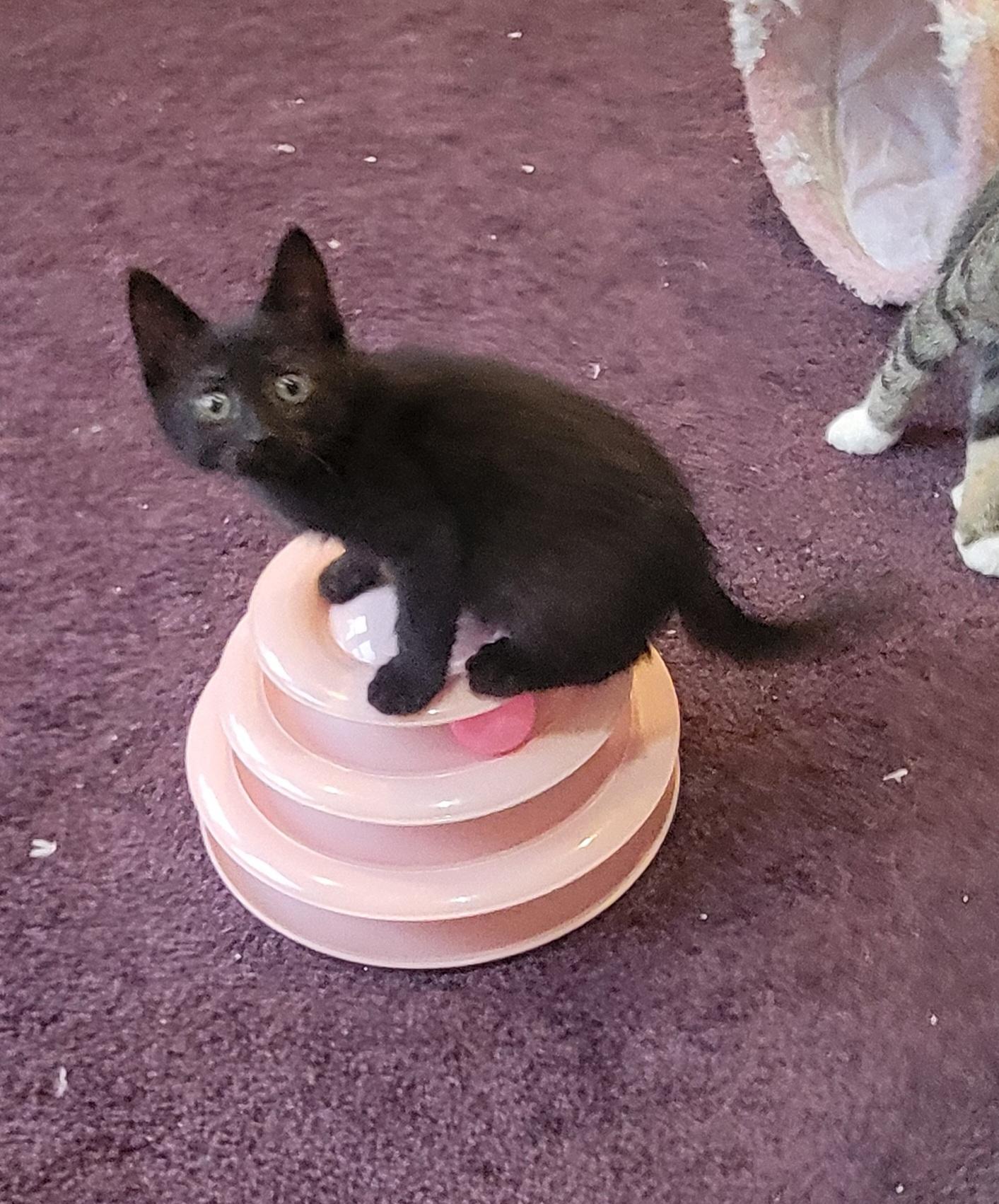 Dolly, a ADOPTABLE Domestic Short Hair in Wyandotte, MI image 3/6