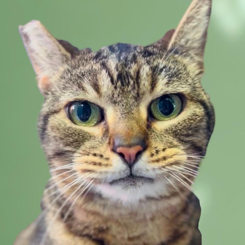 Enlarge Pippi, a ADOPTABLE Domestic Short Hair in Pacific Palisades, CA image 1/1