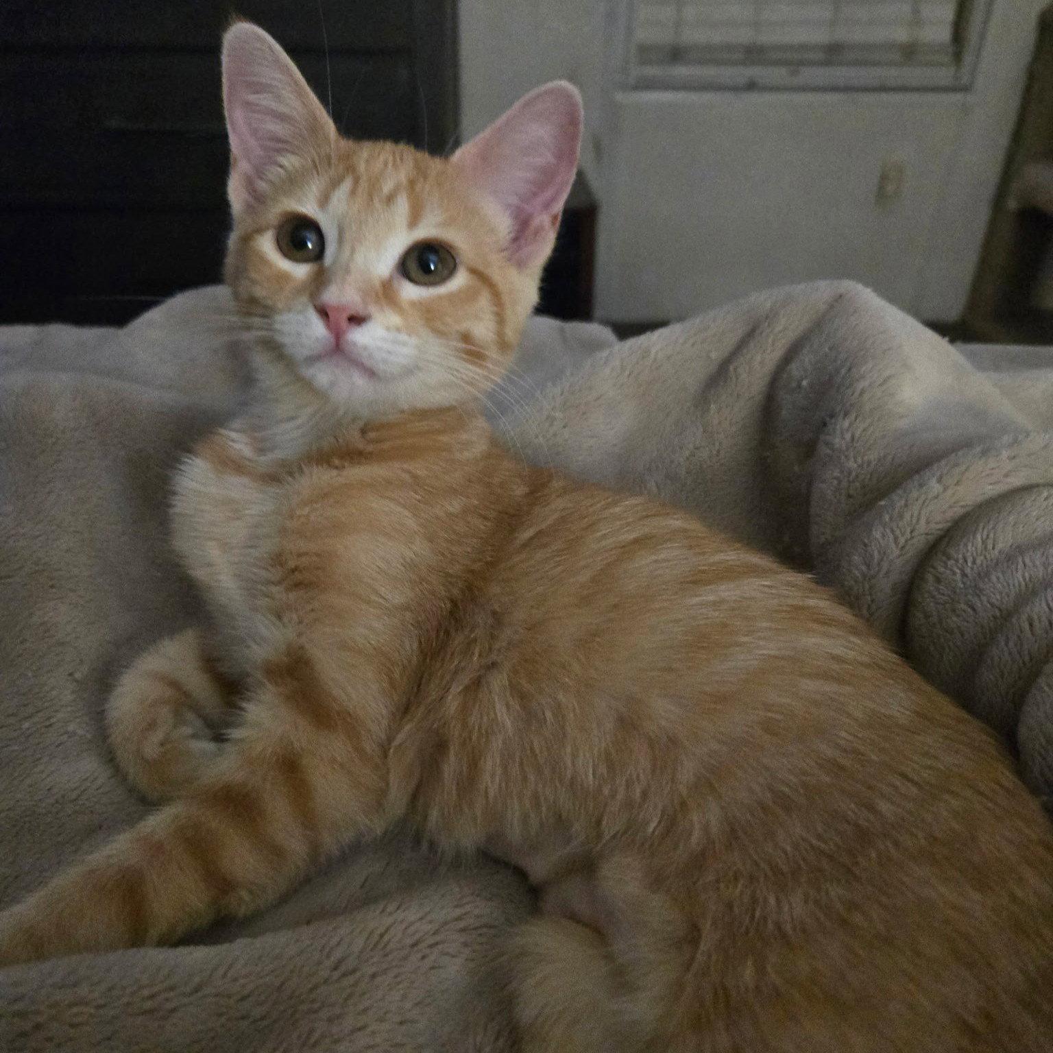 Truly, Adoptable, Kitten Female Tabby & Domestic Short Hair.
