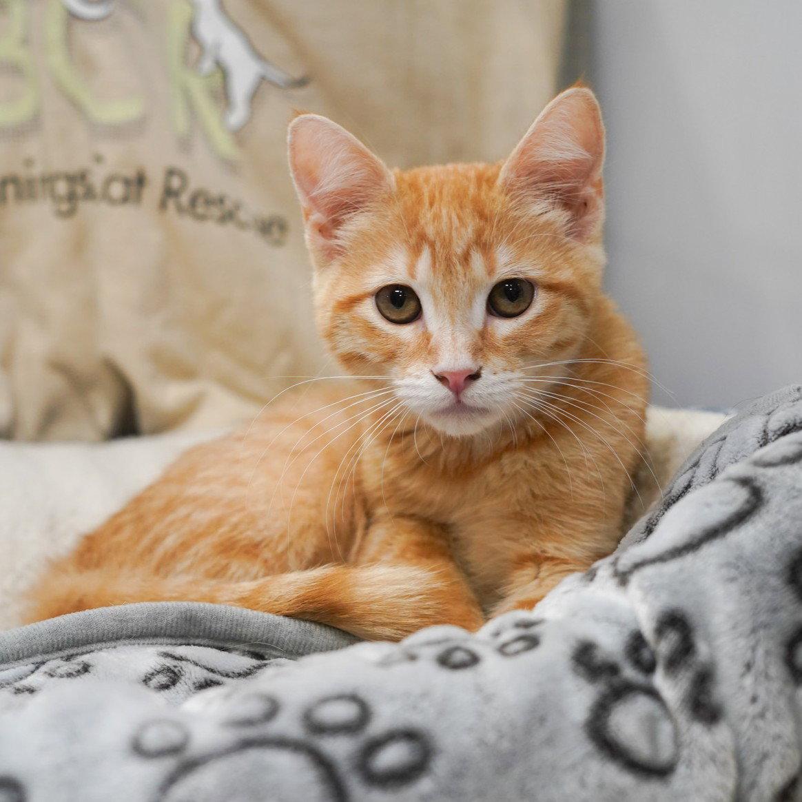 Enlarge Truly, a Adoptable mixed breed in Garland, TX image 2/3