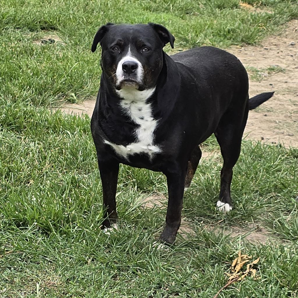 Timber Sue, a Adoptable mixed breed in Peculiar, MO image 2/6