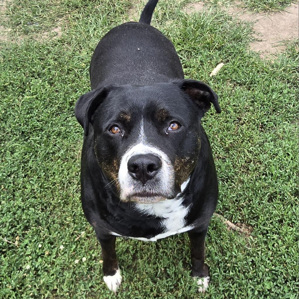 Timber Sue, a Adoptable mixed breed in Peculiar, MO image 3/6