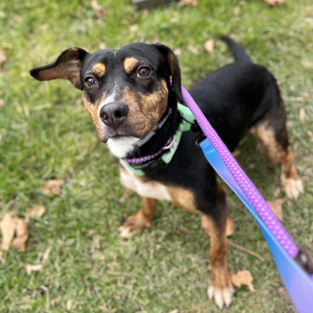 Enlarge Tracy, a Adoptable mixed breed in Wantagh, NY image 1/6