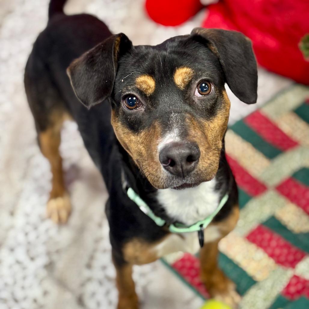 Enlarge Tracy, a Adoptable mixed breed in Wantagh, NY image 2/6