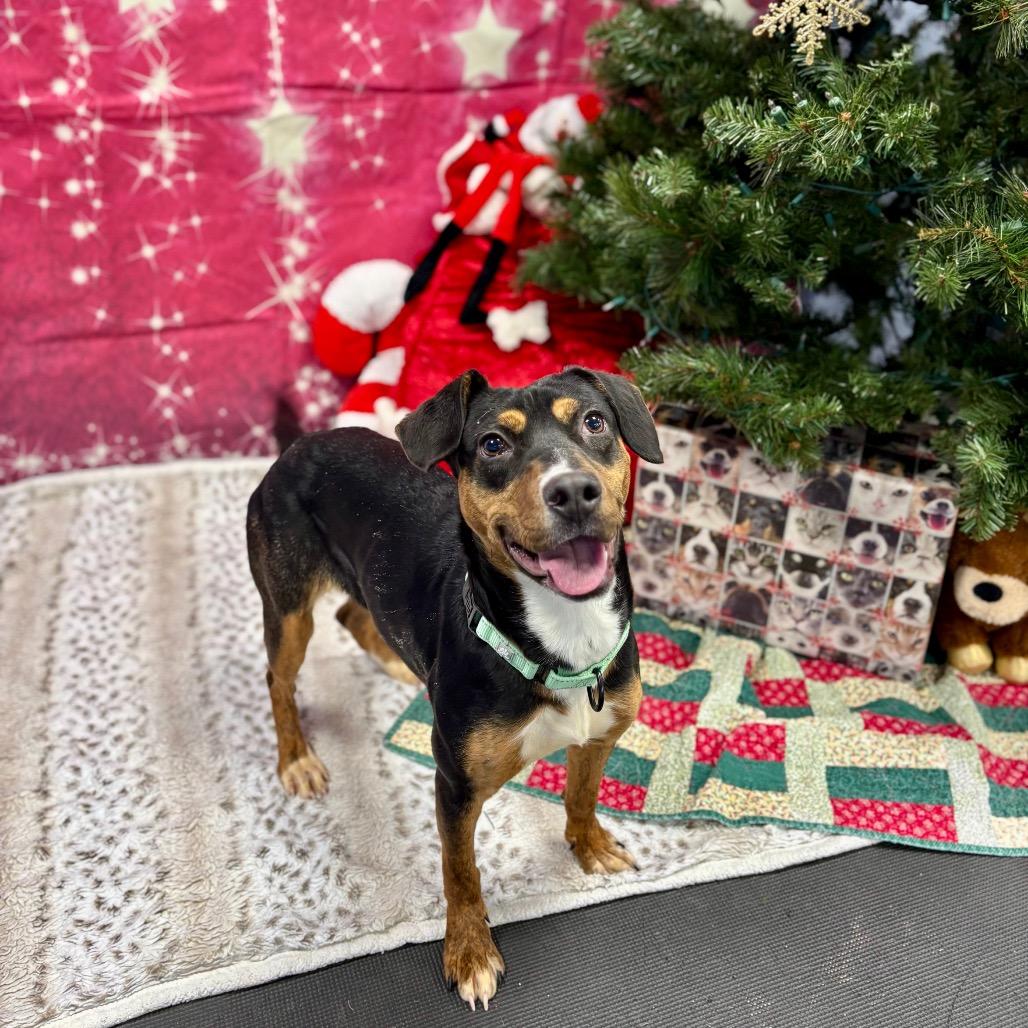 Enlarge Tracy, a Adoptable mixed breed in Wantagh, NY image 3/6