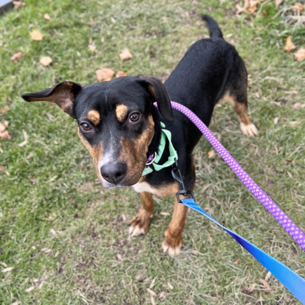 Enlarge Tracy, a Adoptable mixed breed in Wantagh, NY image 4/6